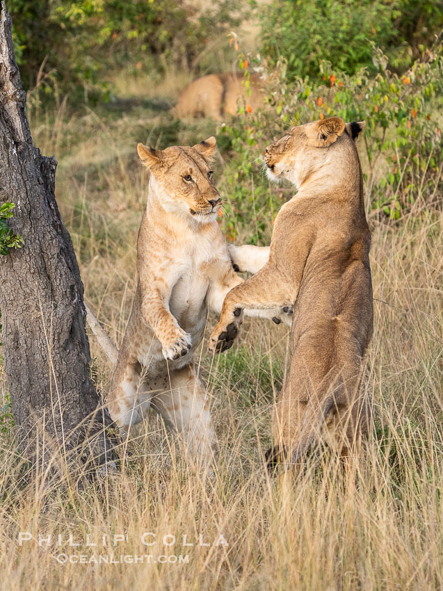 Lions Socializing and Playing at Sunrise, Mara North Conservancy, Kenya. These lions are part of the same pride and are playing, not fighting., Panthera leo, natural history stock photograph, photo id 39757