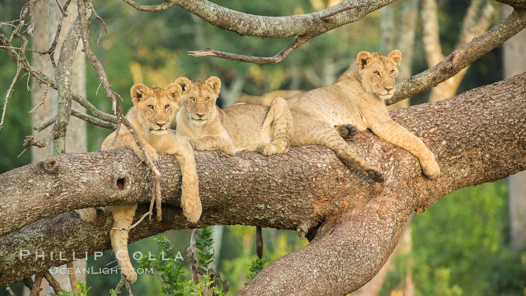 Lions in a tree, Maasai Mara National Reserve, Kenya, Panthera leo