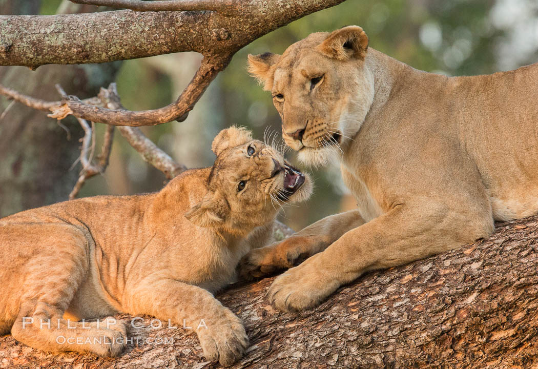 Lions in a tree, Maasai Mara National Reserve, Kenya., Panthera leo, natural history stock photograph, photo id 29873
