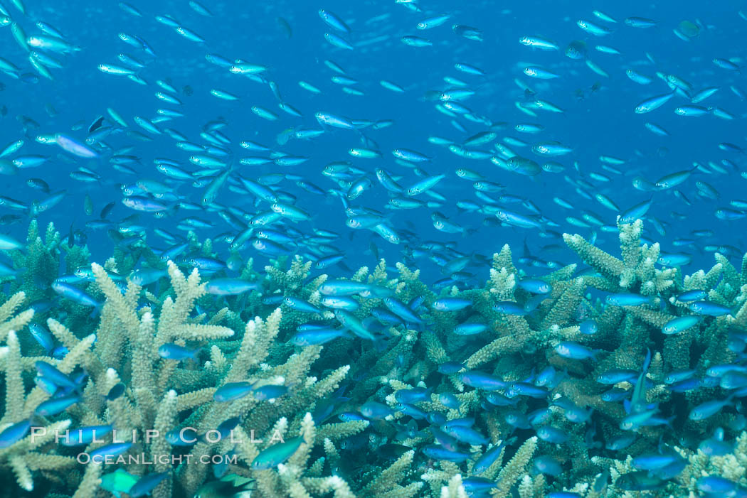 Juvenile blue-green chromis schooling in ocean current over hard corals, Fijii. Makogai Island, Lomaiviti Archipelago, Chromis viridis, natural history stock photograph, photo id 31398