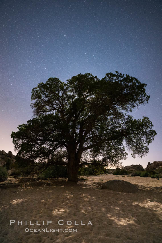 Live Oak and Stars at night, backlit by a full moon. Joshua Tree National Park, California, USA, natural history stock photograph, photo id 29186