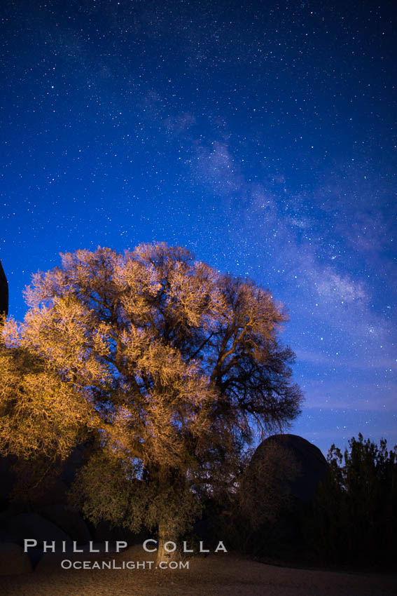 Live Oak and Milky Way, rocks and stars, Joshua Tree National Park at night. California, USA, natural history stock photograph, photo id 28424