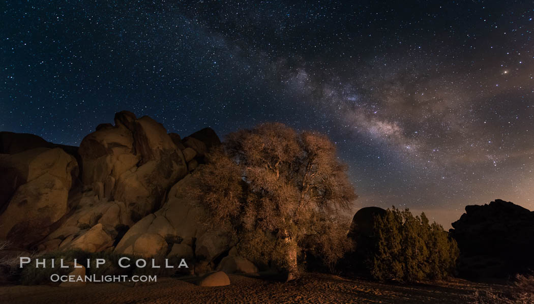 Live Oak and Milky Way, rocks and stars, Joshua Tree National Park at night. California, USA, natural history stock photograph, photo id 28423