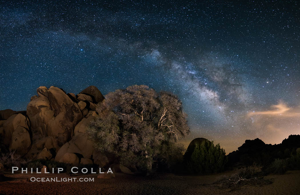 Live Oak and Milky Way, rocks and stars, Joshua Tree National Park at night. California, USA, natural history stock photograph, photo id 28417