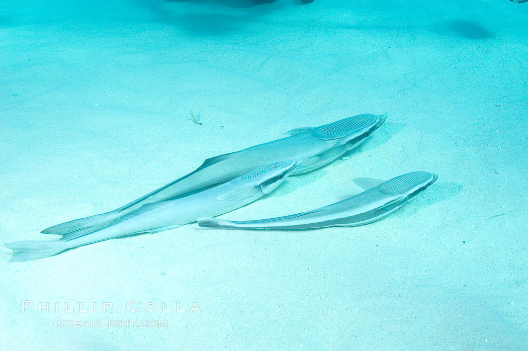 Live sharksuckers laying in sand, commonly found on sharks but also encountered freeswimming, will often approach divers.  Northern Bahamas., Echeneis naucrates, natural history stock photograph, photo id 10841