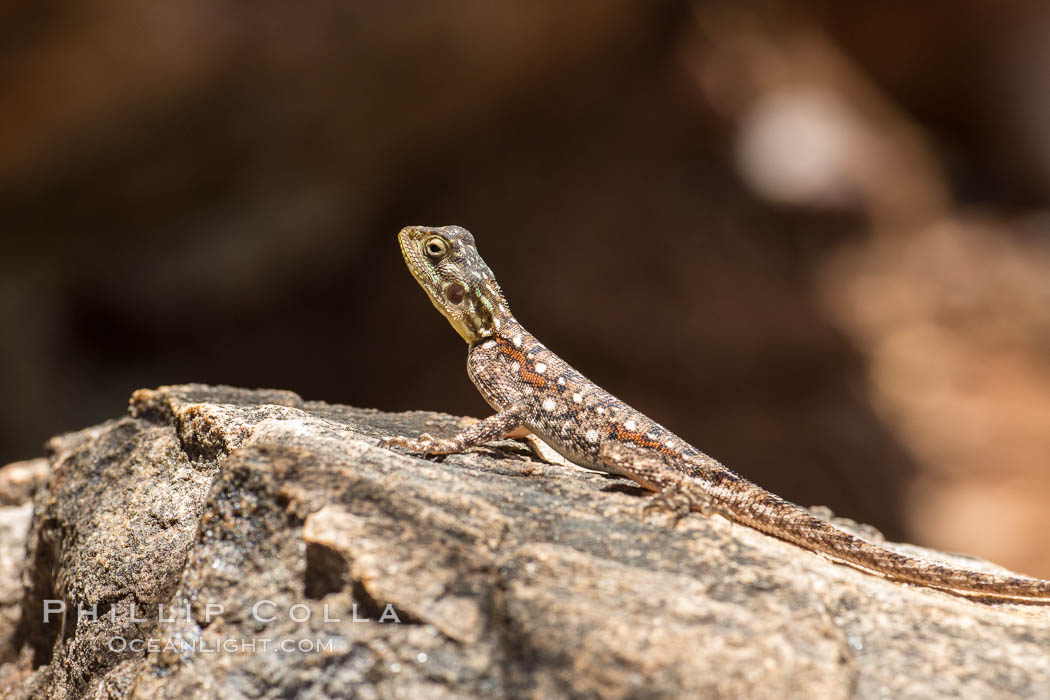Lizard, Meru National Park, Kenya., natural history stock photograph, photo id 29729