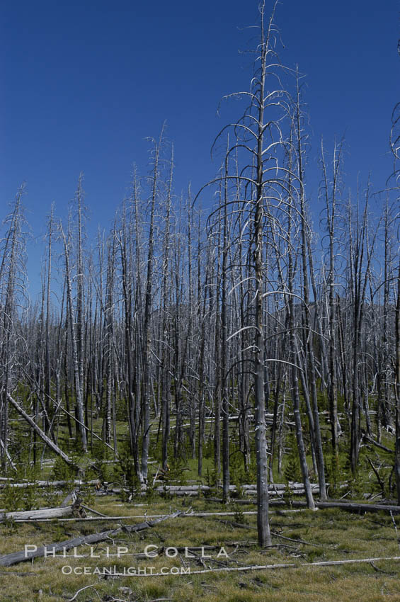 Yellowstones historic 1988 fires destroyed vast expanses of forest. Here scorched, dead stands of lodgepole pine stand testament to these fires, and to the renewal of these forests. Seedling and small lodgepole pines can be seen emerging between the dead trees, growing quickly on the nutrients left behind the fires. Southern Yellowstone National Park. Wyoming, USA, Pinus contortus, natural history stock photograph, photo id 07297