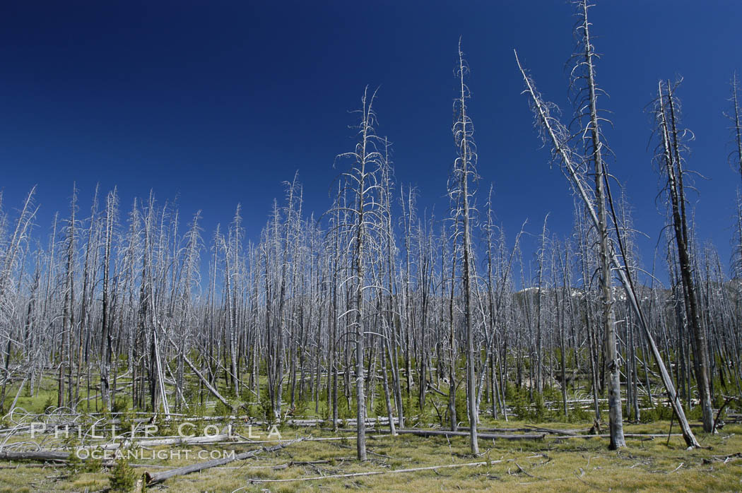 Yellowstones historic 1988 fires destroyed vast expanses of forest. Here scorched, dead stands of lodgepole pine stand testament to these fires, and to the renewal of these forests. Seedling and small lodgepole pines can be seen emerging between the dead trees, growing quickly on the nutrients left behind the fires. Southern Yellowstone National Park. Wyoming, USA, Pinus contortus, natural history stock photograph, photo id 07296