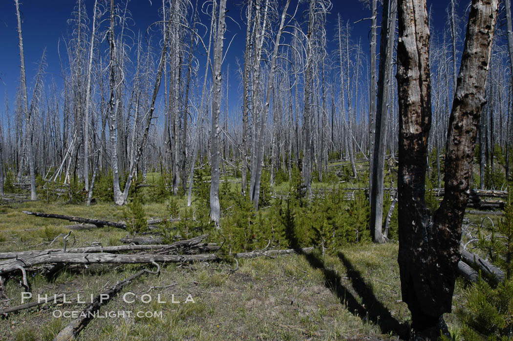 Yellowstones historic 1988 fires destroyed vast expanses of forest. Here scorched, dead stands of lodgepole pine stand testament to these fires, and to the renewal of these forests. Seedling and small lodgepole pines can be seen emerging between the dead trees, growing quickly on the nutrients left behind the fires. Southern Yellowstone National Park. Wyoming, USA, Pinus contortus, natural history stock photograph, photo id 07293