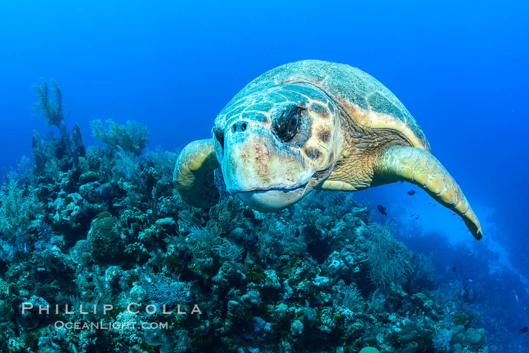 Loggerhead turtle, Caretta caretta, Grand Cayman Island. Cayman Islands, natural history stock photograph, photo id 32136