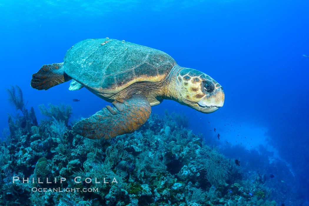 Loggerhead turtle, Caretta caretta, Grand Cayman Island. Cayman Islands, natural history stock photograph, photo id 32135