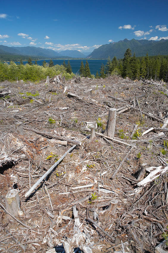 Logging companies have clear cut this forest near Lake Quinalt, leaving wreckage in their wake. Olympic National Park, Washington, USA, natural history stock photograph, photo id 13803