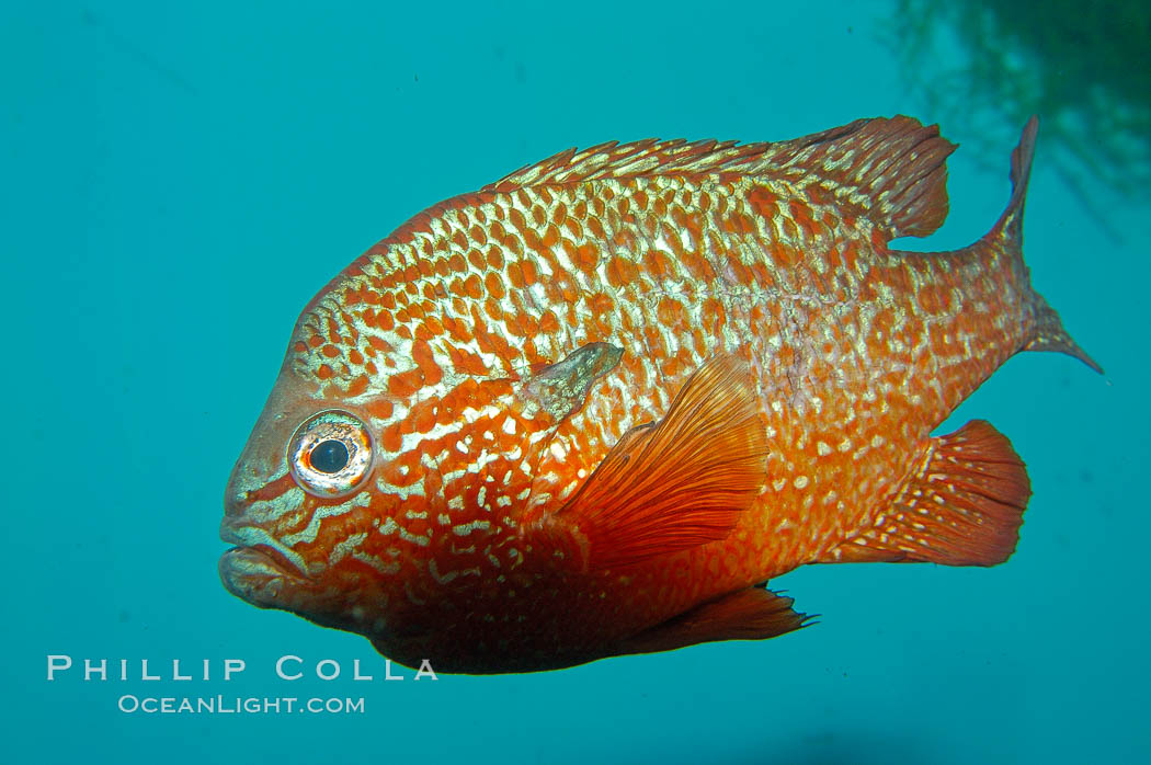 Longear sunfish, native to the watersheds of the Mississippi River and Great Lakes., Lepomis megalotis, natural history stock photograph, photo id 09802