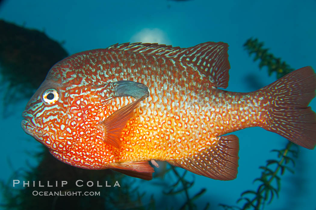 Longear sunfish.  Male longear sunfishes, which are larger and more colorful than the females, build nests, using their tails to carve pits out of gravel where the females can lay their eggs.  The males then guard the nest until the eggs have hatched and the young fish are large enough to leave., Lepomis megalotis, natural history stock photograph, photo id 13963