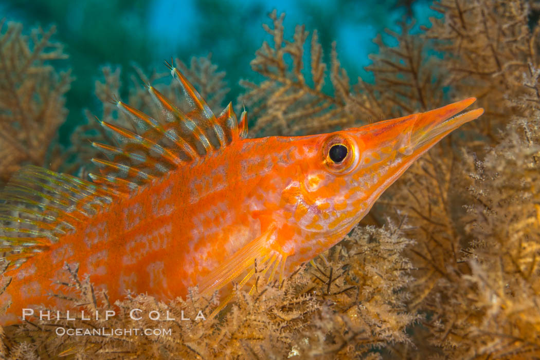 Longnose hawkfish on black coral, underwater, Sea of Cortez, Baja California Longnose hawkfish on black coral, underwater, Sea of Cortez, Baja California