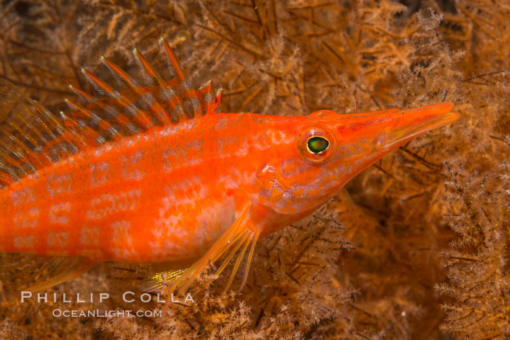 Longnose hawkfish on black coral, underwater, Sea of Cortez, Baja California. Mexico, Antipatharia, Oxycirrhites typus, natural history stock photograph, photo id 33615