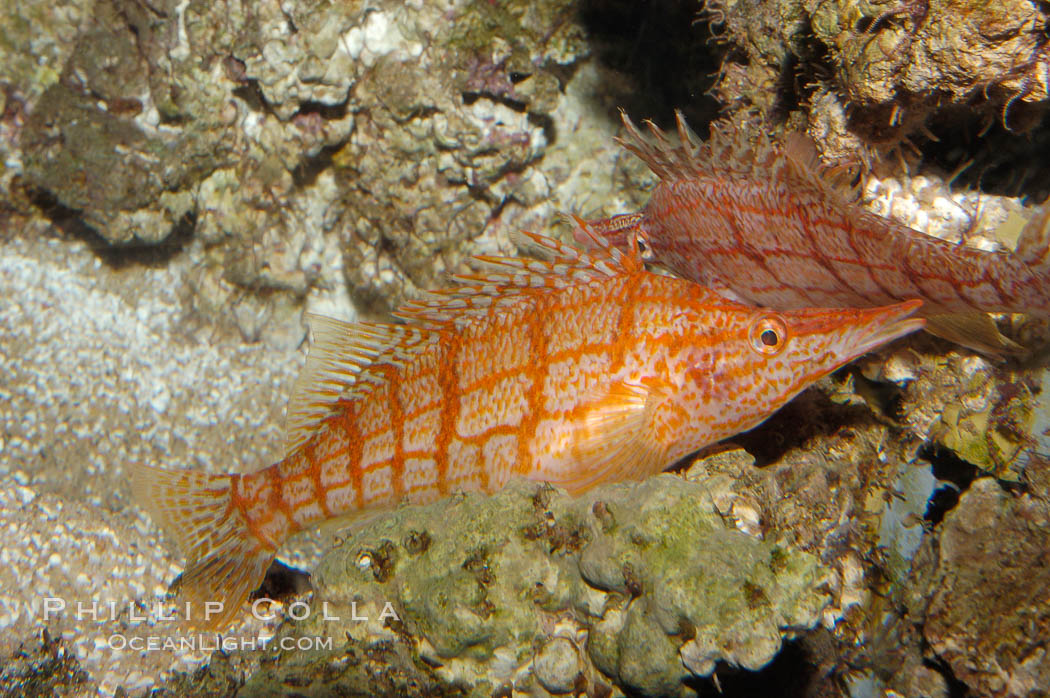 Longnose hawkfish., Oxycirrhites typus, natural history stock photograph, photo id 08812