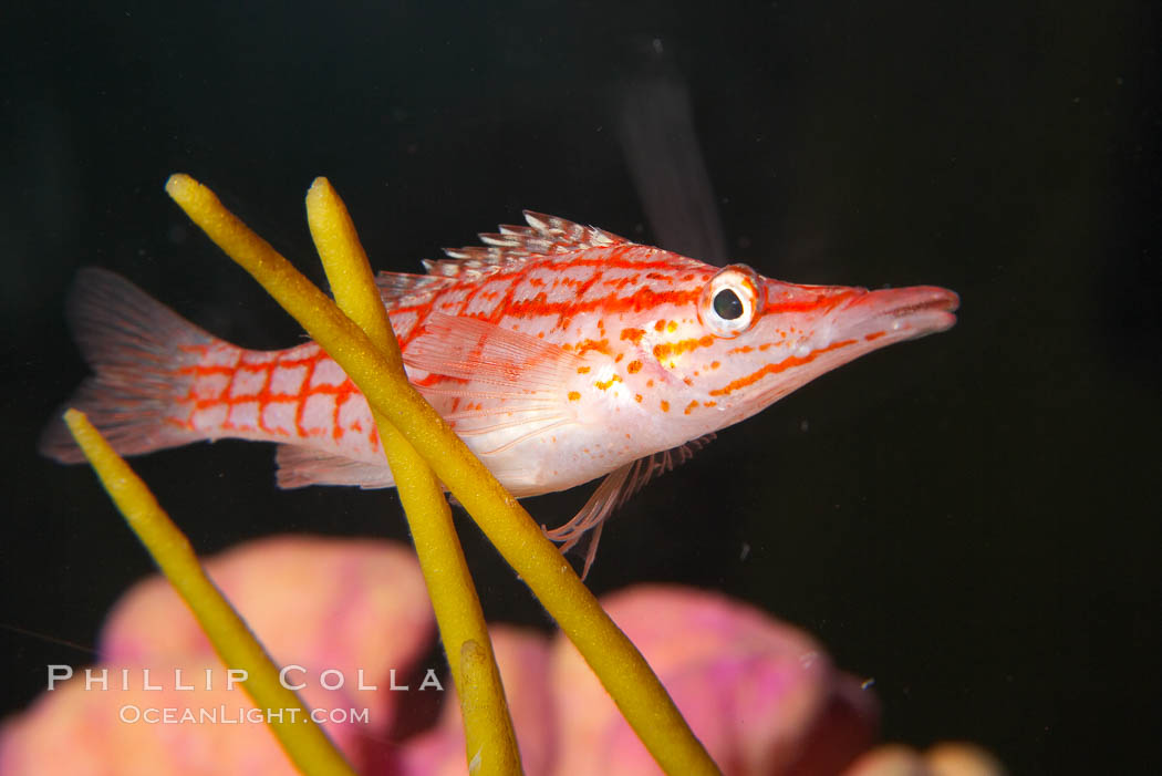 Longnose hawkfish., Oxycirrhites typus, natural history stock photograph, photo id 14491