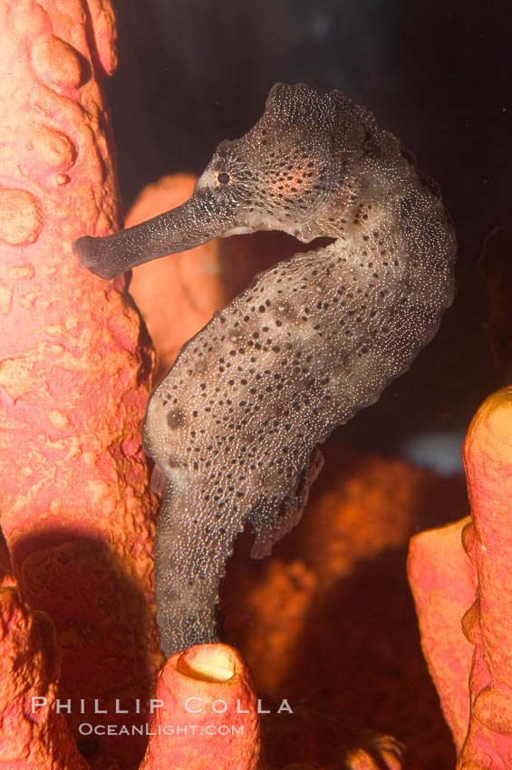 Longsnout seahorse., Hippocampus reidi, natural history stock photograph, photo id 07906