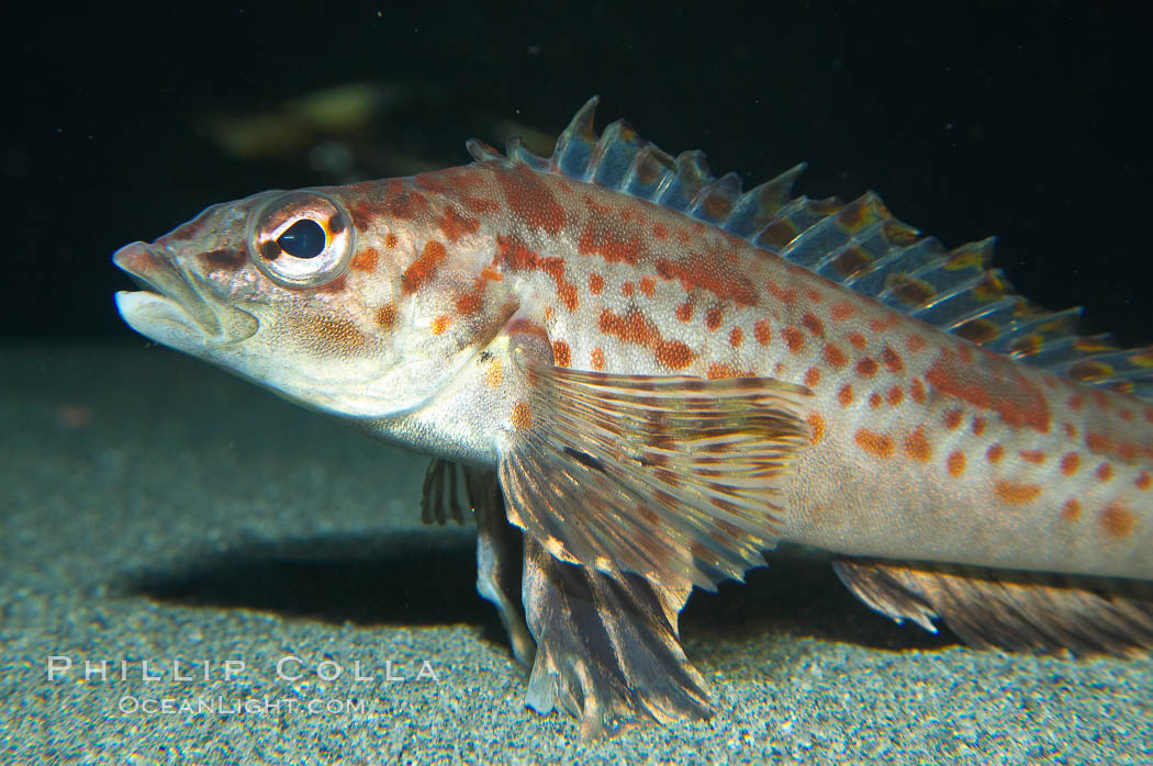 Longspine combfish., Zaniolepis latipinnis, natural history stock photograph, photo id 13734