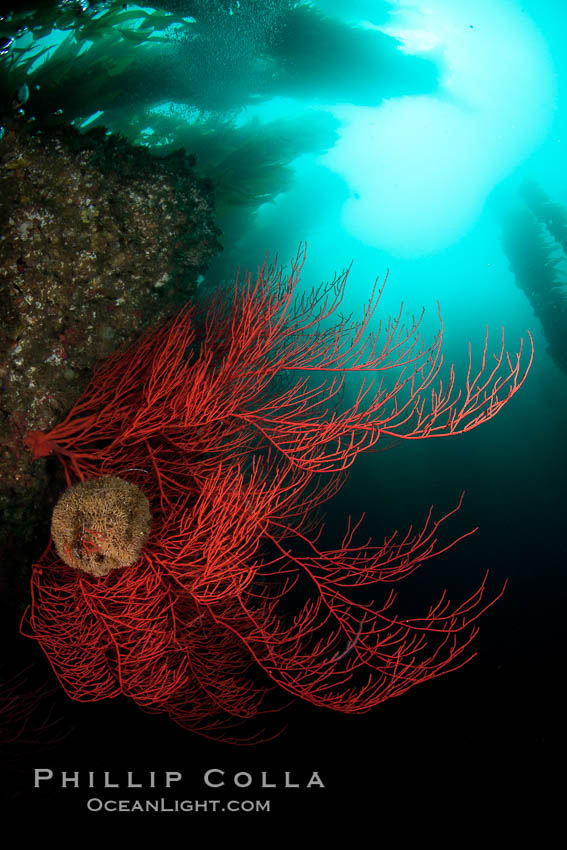 Bryozoan grows on a red gorgonian on rocky reef, below kelp forest, underwater. The red gorgonian is a filter-feeding temperate colonial species that lives on the rocky bottom at depths between 50 to 200 feet deep. Gorgonians are oriented at right angles to prevailing water currents to capture plankton drifting by. San Clemente Island, California, USA, Lophogorgia chilensis, natural history stock photograph, photo id 26406