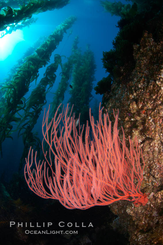 Red gorgonian on rocky reef, below kelp forest, underwater. The red gorgonian is a filter-feeding temperate colonial species that lives on the rocky bottom at depths between 50 to 200 feet deep. Gorgonians are oriented at right angles to prevailing water currents to capture plankton drifting by, Lophogorgia chilensis, Macrocystis pyrifera, San Clemente Island