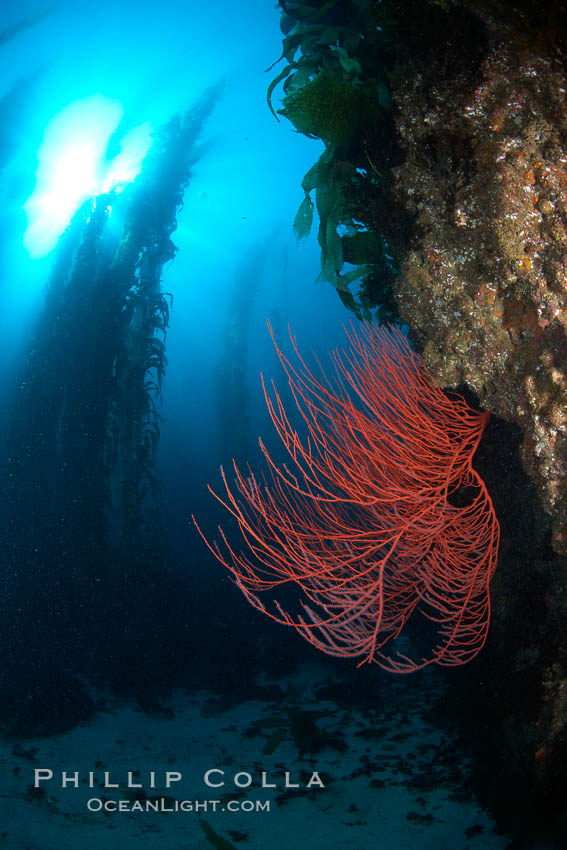 Red gorgonian on rocky reef, below kelp forest, underwater.  The red gorgonian is a filter-feeding temperate colonial species that lives on the rocky bottom at depths between 50 to 200 feet deep. Gorgonians are oriented at right angles to prevailing water currents to capture plankton drifting by. San Clemente Island, California, USA, Leptogorgia chilensis, Lophogorgia chilensis, Macrocystis pyrifera, natural history stock photograph, photo id 23431