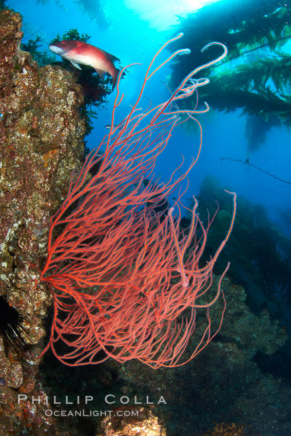 Red gorgonian on rocky reef, below kelp forest, underwater.  The red gorgonian is a filter-feeding temperate colonial species that lives on the rocky bottom at depths between 50 to 200 feet deep. Gorgonians are oriented at right angles to prevailing water currents to capture plankton drifting by. San Clemente Island, California, USA, Leptogorgia chilensis, Lophogorgia chilensis, natural history stock photograph, photo id 23425