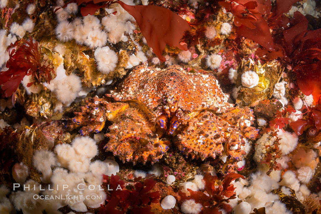 Lopholithodes mandtii Puget Sound King Crab amid a field of plumose anemones and red kelp, Queen Charlotte Strait, Canada, Lopholithodes mandtii