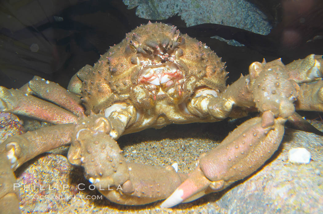 Sheep crab., Loxorhynchus grandis, natural history stock photograph, photo id 13996