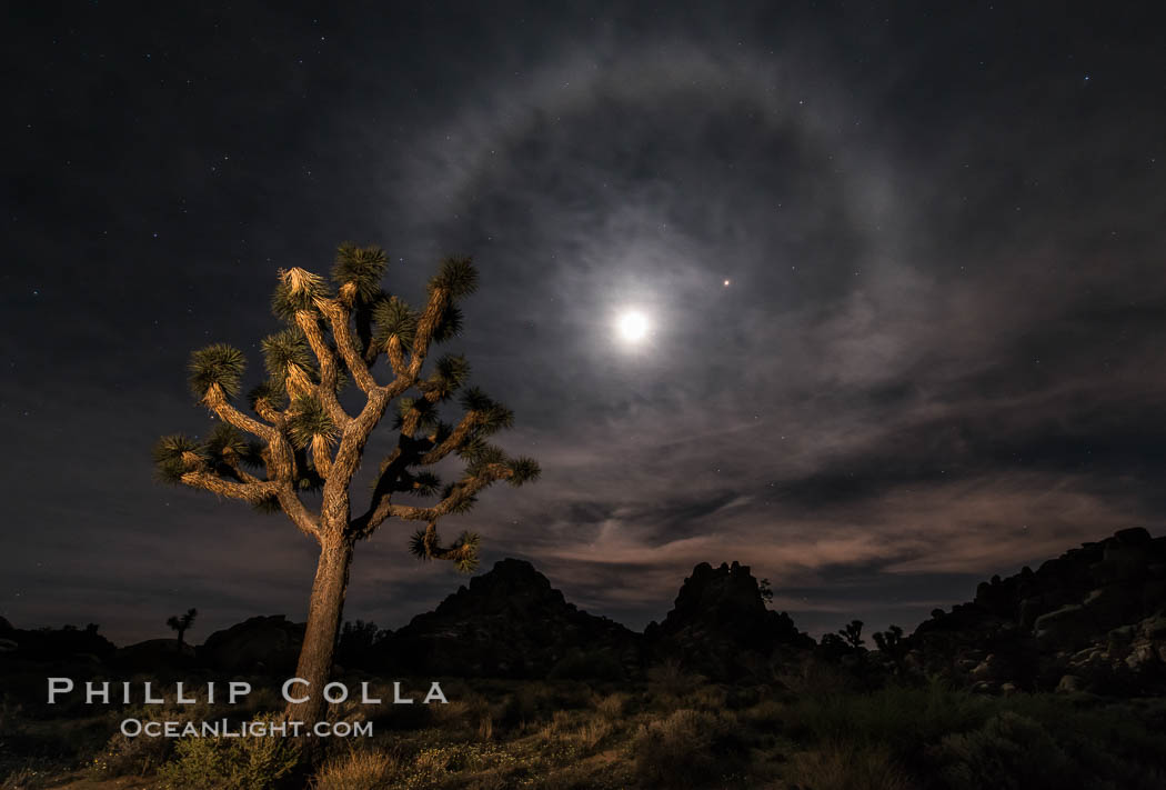 Lunar corona, or moon halo, also known as lunar nimbus, icebow or gloriole, occurring 22 degrees around the moon.  Observed during the full lunar eclipse of April 14/15 2014.  Planet Mars at upper right, blue star Spica to the right of the moon. Joshua Tree National Park, California, USA, natural history stock photograph, photo id 29229