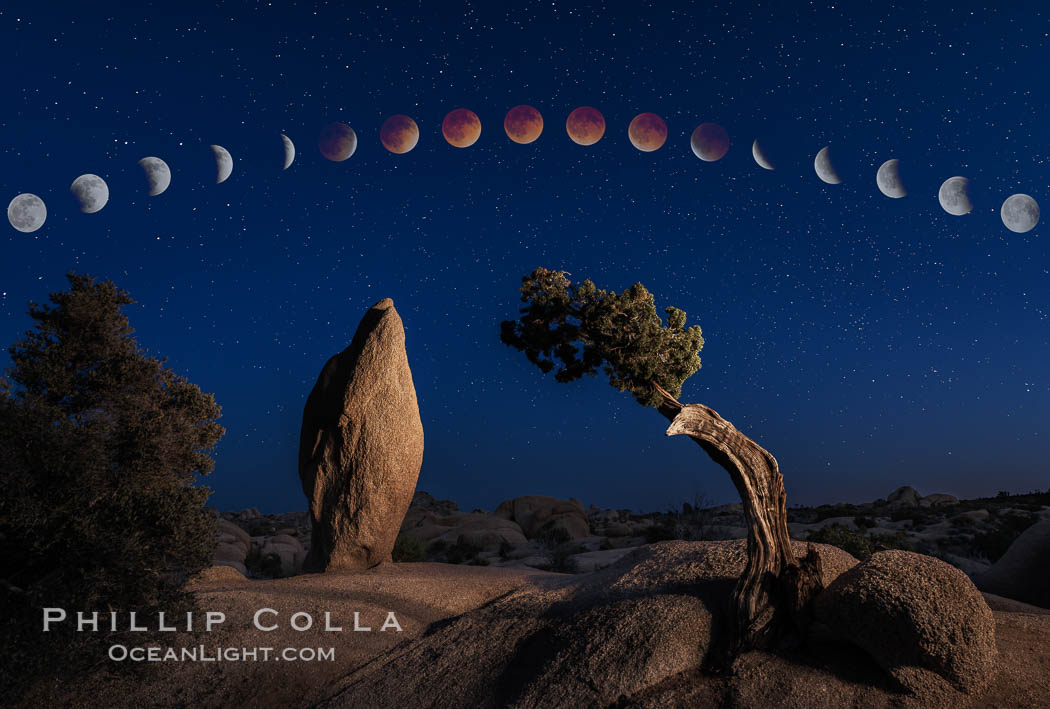 Lunar Eclipse and blood red moon sequence, over Juniper and Standing Rock, composite image, Joshua Tree National Park, April 14/15 2014., natural history stock photograph, photo id 29204