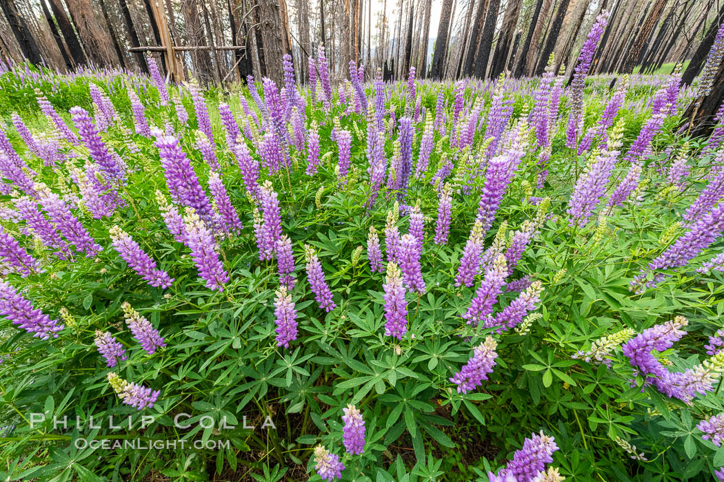 Lupine bloom in burned area after a forest fire, near Wawona, Yosemite National Park. California, USA, natural history stock photograph, photo id 36366