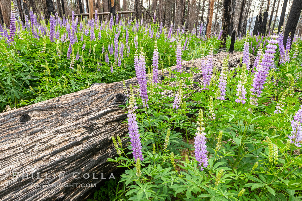 Lupine bloom in burned area after a forest fire, near Wawona, Yosemite National Park. California, USA, natural history stock photograph, photo id 36367
