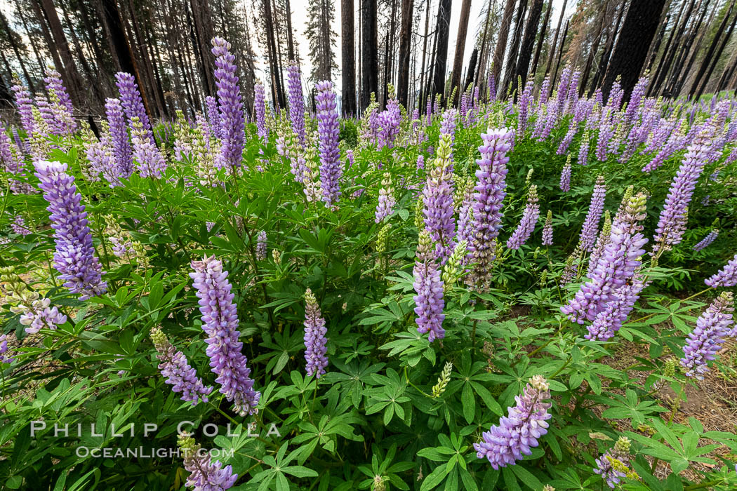 Lupine bloom in burned area after a forest fire, near Wawona, Yosemite National Park. California, USA, natural history stock photograph, photo id 36371