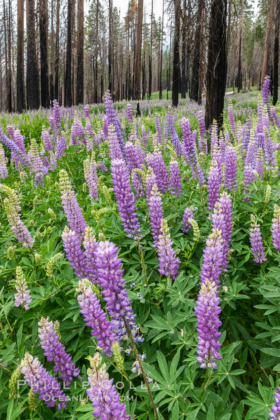 Lupine bloom in burned area after a forest fire, near Wawona, Yosemite National Park. California, USA, natural history stock photograph, photo id 36365