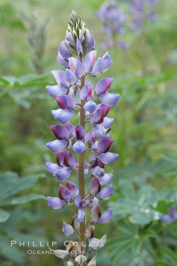 Lupine (species unidentified) blooms in spring. Rancho Santa Fe, California, USA, Lupinus, natural history stock photograph, photo id 11399