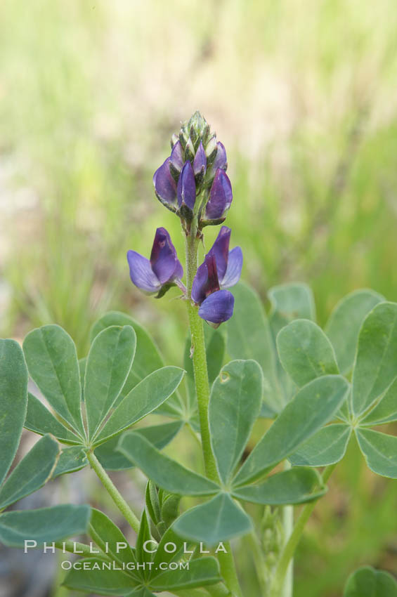Lupine (species unidentified) blooms in spring, Batiquitos Lagoon, Carlsbad. California, USA, Lupinus, natural history stock photograph, photo id 11417