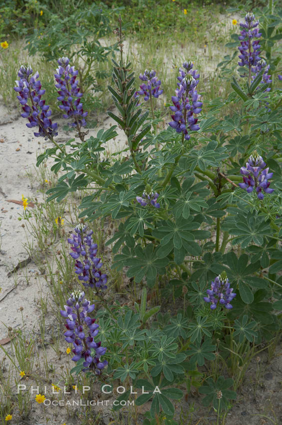 Lupine (species unidentified) blooms in spring. Rancho Santa Fe, California, USA, Lupinus, natural history stock photograph, photo id 11407