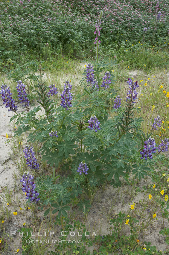 Lupine (species unidentified) blooms in spring. Rancho Santa Fe, California, USA, Lupinus, natural history stock photograph, photo id 11406