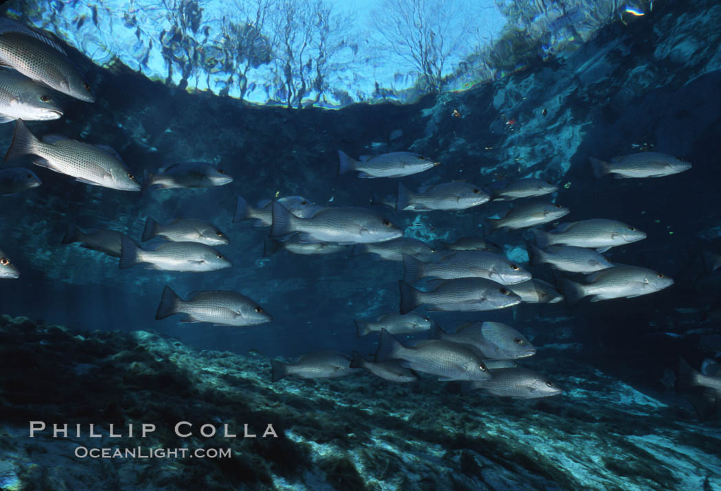 Mangrove snapper. Three Sisters Springs, Crystal River, Florida, USA, Lutjanus griseus, natural history stock photograph, photo id 02686