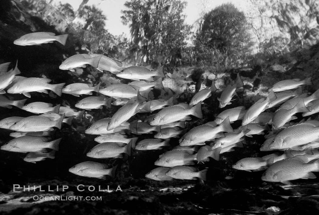 Mangrove snapper. Three Sisters Springs, Crystal River, Florida, USA, Lutjanus griseus, natural history stock photograph, photo id 06122