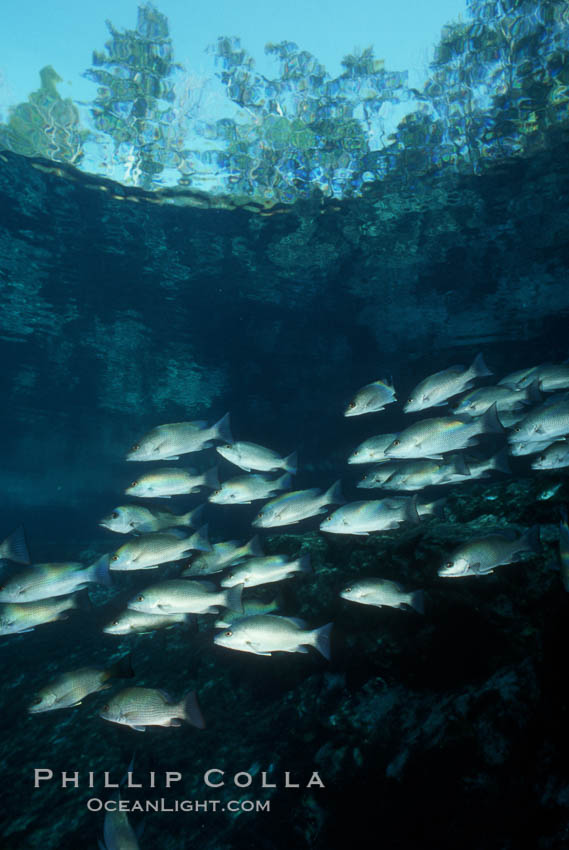 Mangrove snapper. Three Sisters Springs, Crystal River, Florida, USA, Lutjanus griseus, natural history stock photograph, photo id 02680