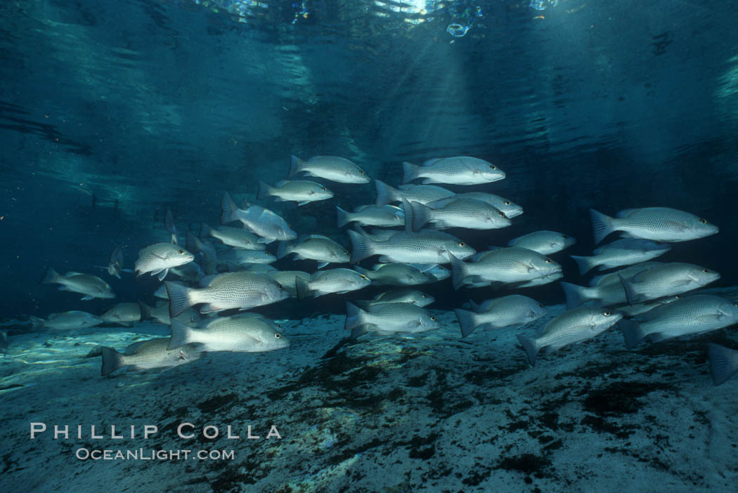 Mangrove snapper. Three Sisters Springs, Crystal River, Florida, USA, Lutjanus griseus, natural history stock photograph, photo id 02683