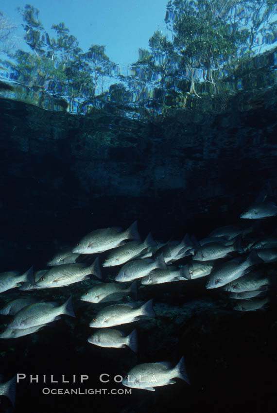 Mangrove snapper. Three Sisters Springs, Crystal River, Florida, USA, Lutjanus griseus, natural history stock photograph, photo id 05159