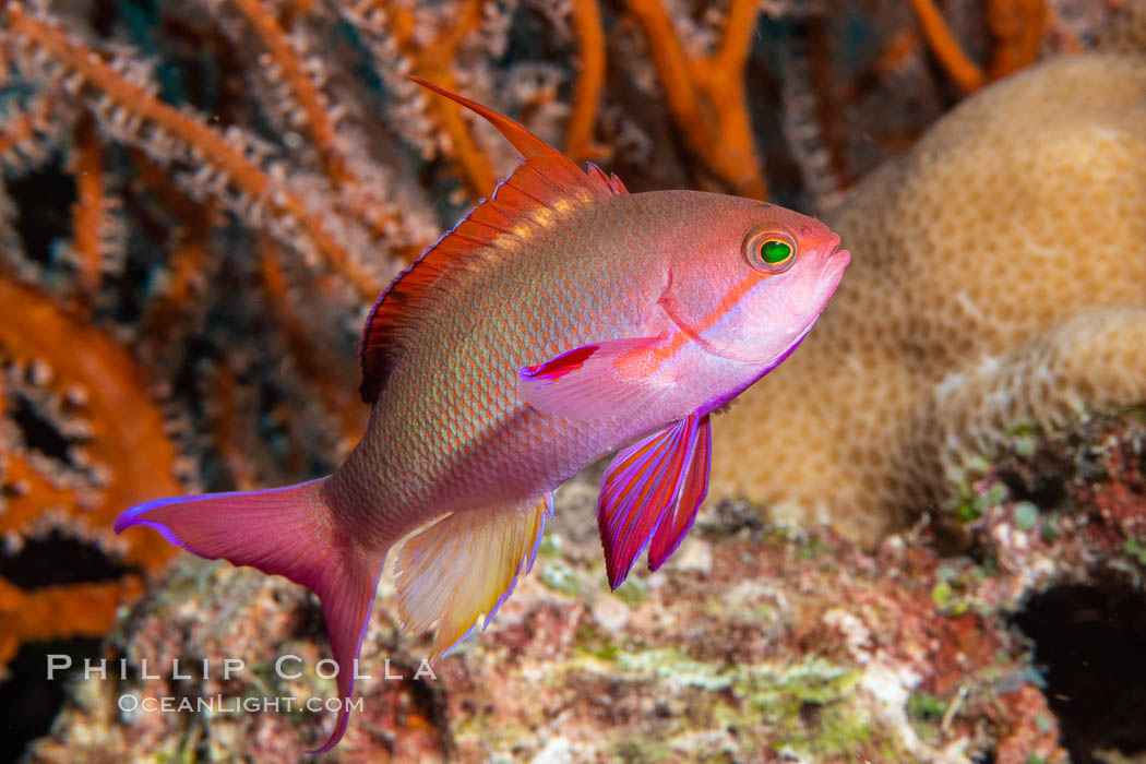 Lyretail Anthias, Pseudanthias squamipinnis, Fiji. Namena Marine Reserve, Namena Island, Pseudanthias, natural history stock photograph, photo id 34848