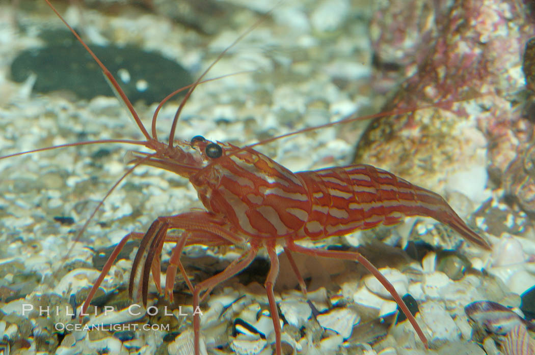 Red rock shrimp., Lysmata californica, natural history stock photograph, photo id 08641