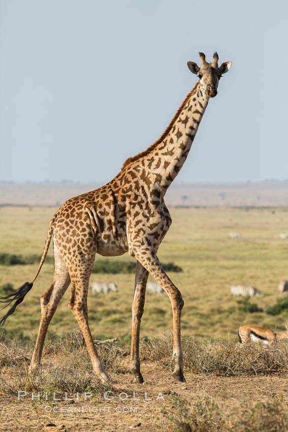 Maasai Giraffe, Amboseli National Park. Kenya, Giraffa camelopardalis tippelskirchi, natural history stock photograph, photo id 29552