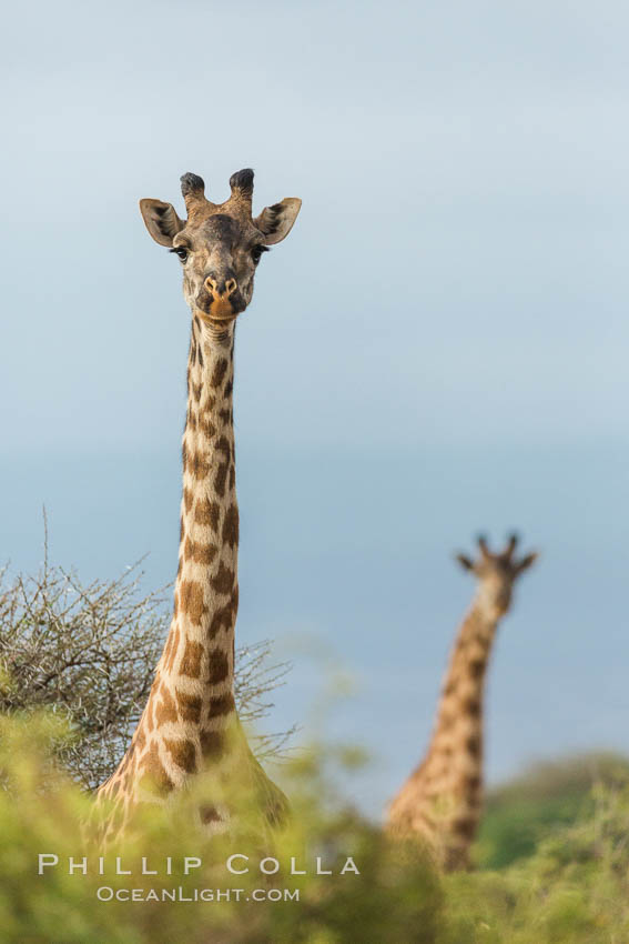 Maasai Giraffe, Amboseli National Park. Kenya, Giraffa camelopardalis tippelskirchi, natural history stock photograph, photo id 29563