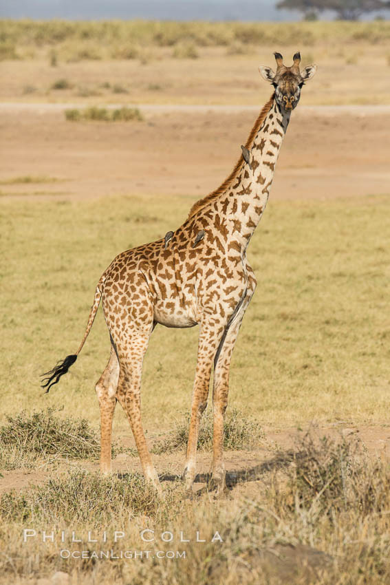 Maasai Giraffe, Amboseli National Park., Giraffa camelopardalis tippelskirchi, natural history stock photograph, photo id 29553